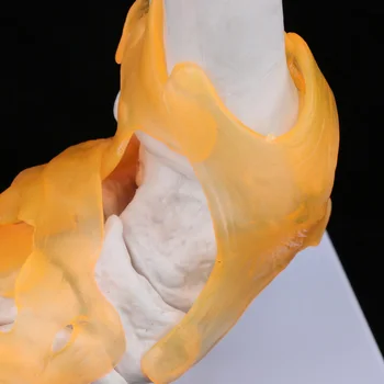 1:1 Lifesize Glezna Piciorului Os Comun Model Cu Ligament&Base