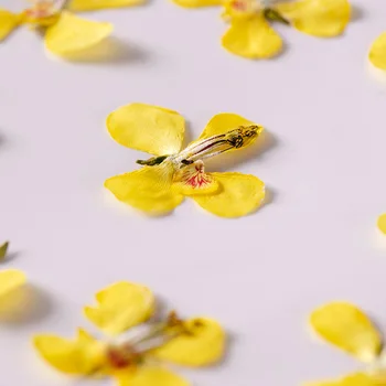 60pcs Presat Flori Uscate Caesalpinia decapetala Plante Ierbar Pentru Unghii Bijuterii Marcaj Caz de Telefon Carte de Invitație DIY