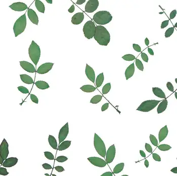 60pcs Presate Uscat RoseLeaf frunze de Plante Ierbar Pentru Bijuterii carte Poștală Marcaj Caz de Telefon Carte de Invitație DIY