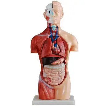 PVC 18 Partea Asexuată Trunchiului Uman Anatomic Schelet Model de instrument de predare 42CM
