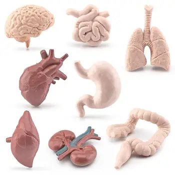 Simulare De Știință Mini Organe Umane Model De Creier, Inima, Plamani Ficat, Intestinul Subțire Intestinul Gros Ornamente Figurine