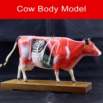 Vaca Corpul Acupoint Model De Vacă Anatomice Model De Vacă Anatomice Model De Practică Pedagogică Instruire Model Animal 1 Buc